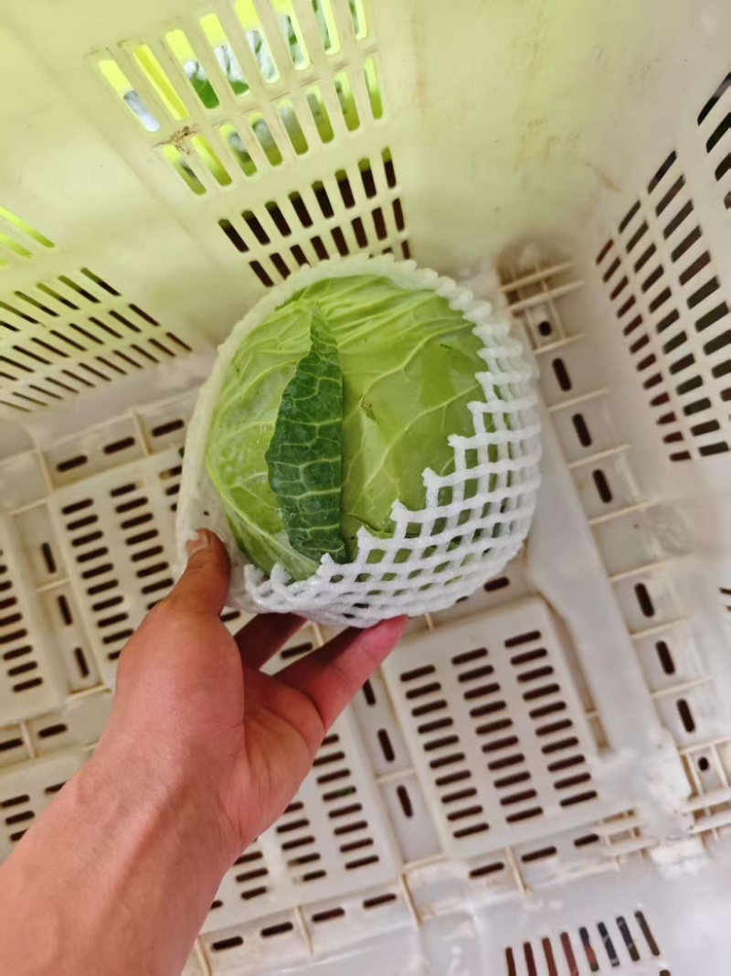 高原夏菜甘蓝中干甘蓝，甘肃产地址发量大从优