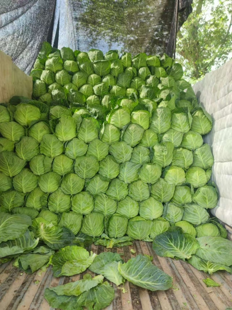 高原夏菜甘蓝中干甘蓝，甘肃产地址发量大从优