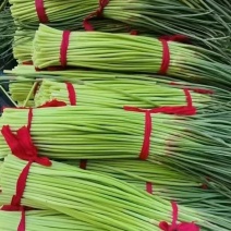 开封蒜苔/精品红帽蒜苔产地直供大量有货/对接超市电商