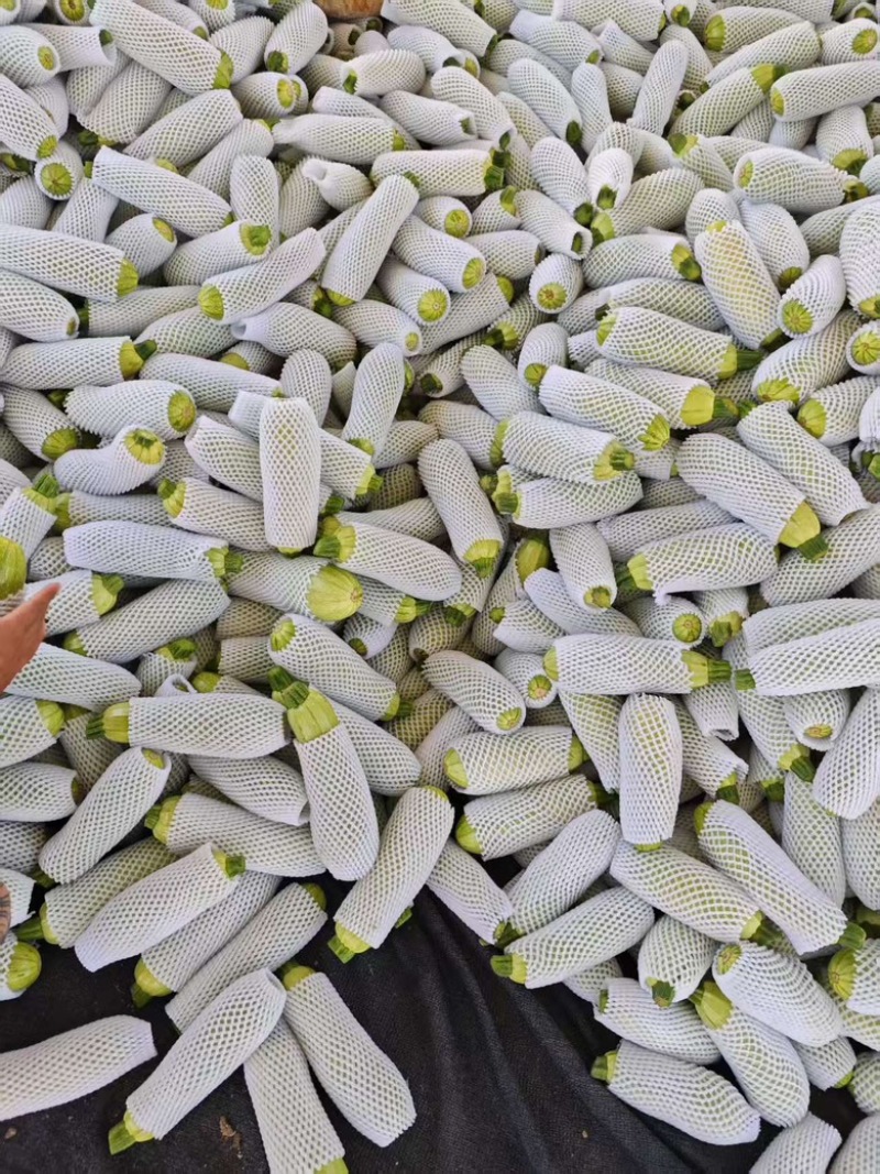 甘肃定西西葫芦绿皮西葫芦大量供应对接全国市场货源充足