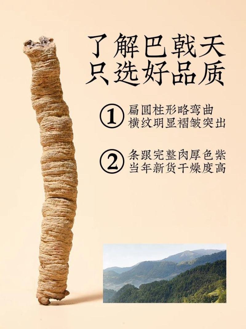 巴戟天中药材批发大货产地货源广东散装巴戟天量大