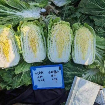 小秋锦和CR瑞春68黄心白菜杂交种优质丰产