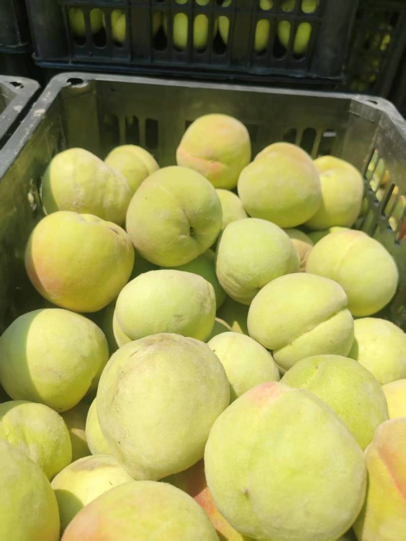 大量供应加工厂北京十四桃原料