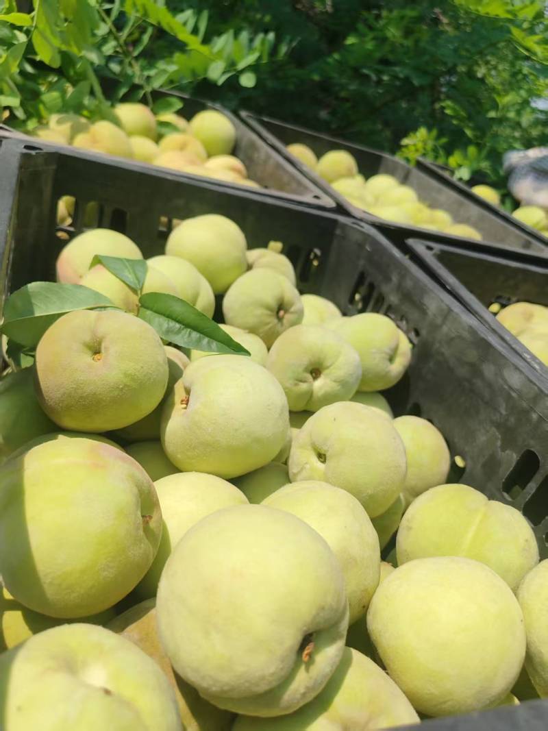 大量供应加工厂北京十四桃原料