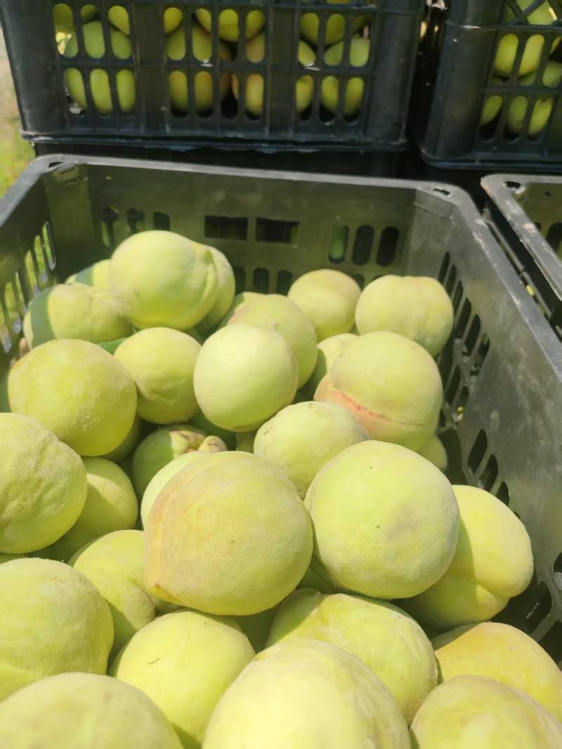 大量供应加工厂北京十四桃原料