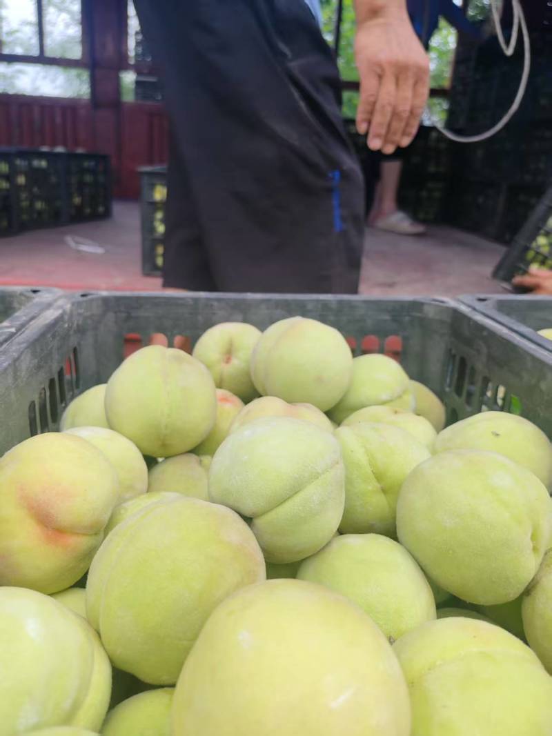 大量供应加工厂北京十四桃原料