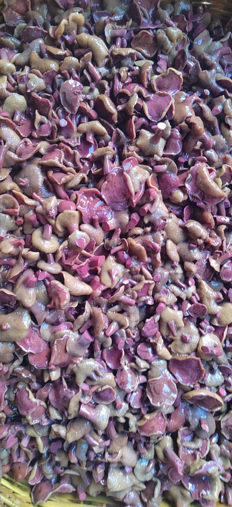 野生红乳牛肝菌批发源头菌农直供菌肉肥厚无虫蛀餐饮/冻货
