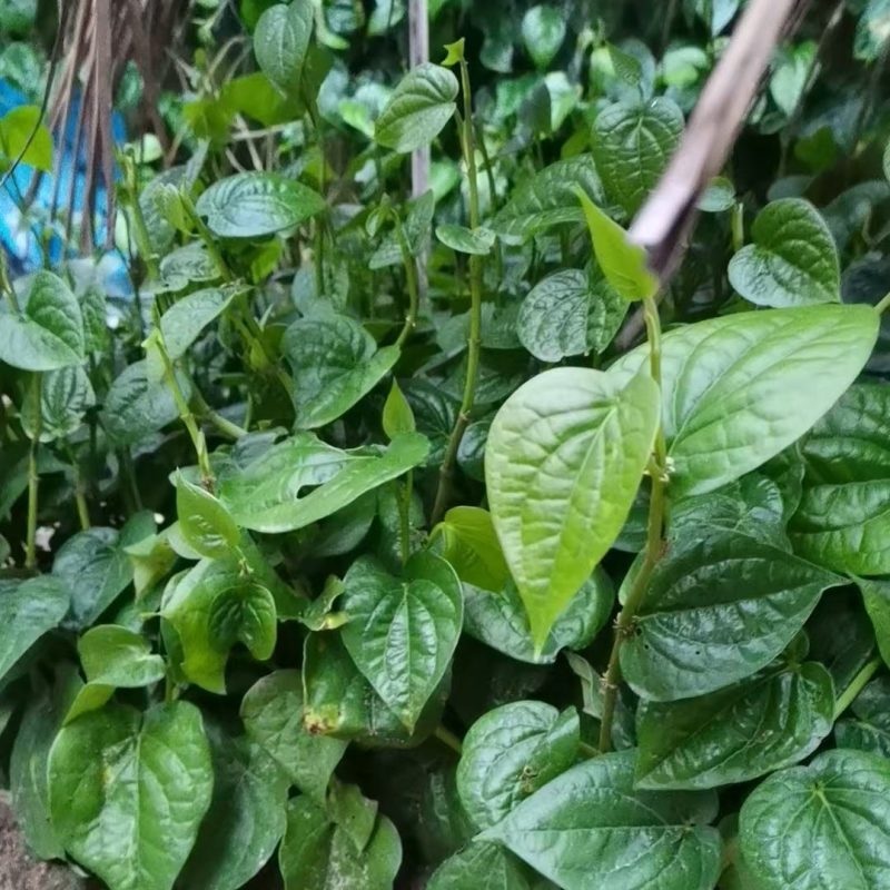 荖叶苗捞叶苗蒌叶苗姥叶苗佬叶苗