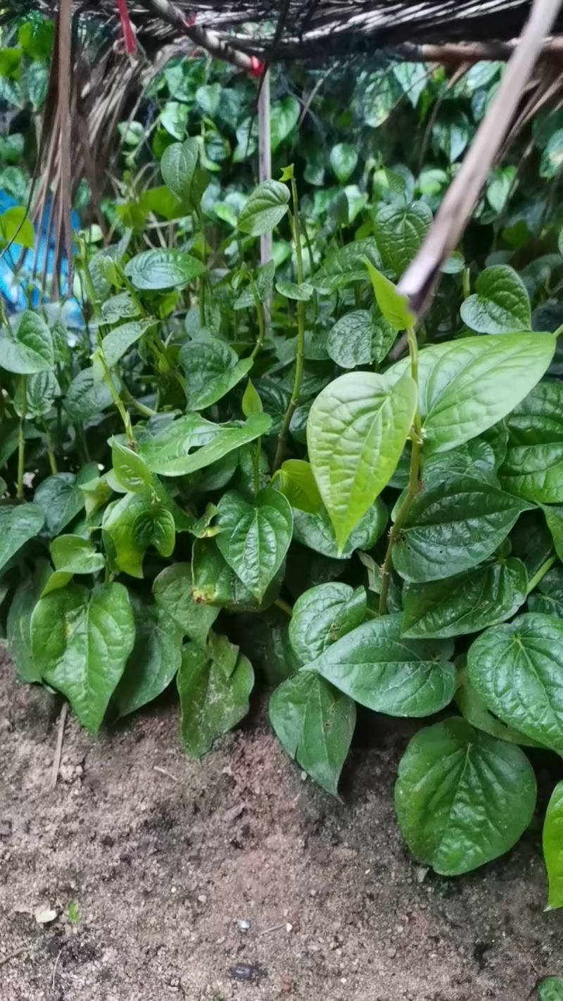 荖叶苗捞叶苗蒌叶苗姥叶苗佬叶苗