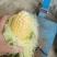 太阳花6号甜玉米