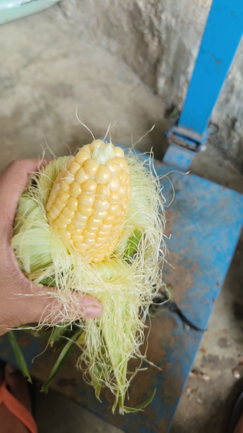 太阳花6号甜玉米