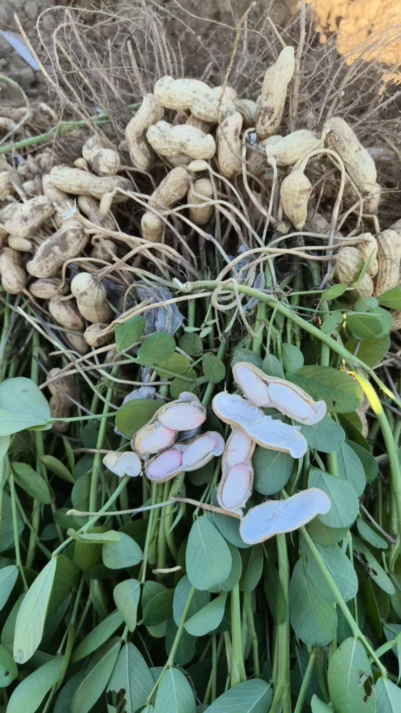 大白沙