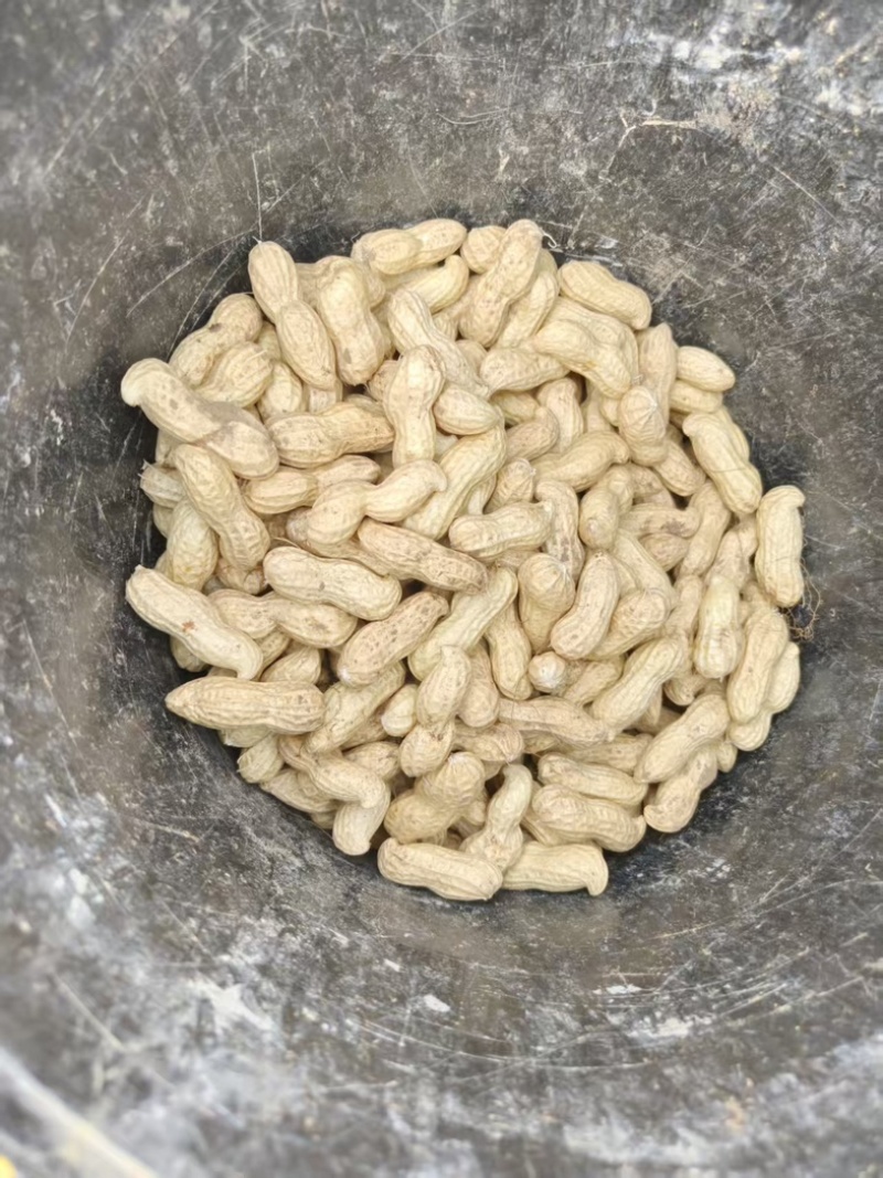大白沙