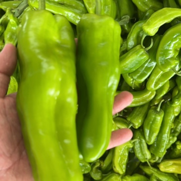 鲜辣椒