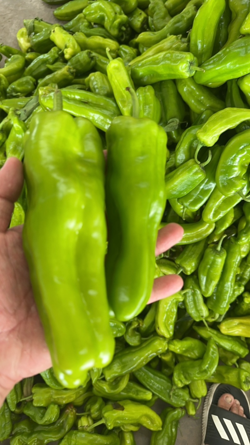 鲜辣椒