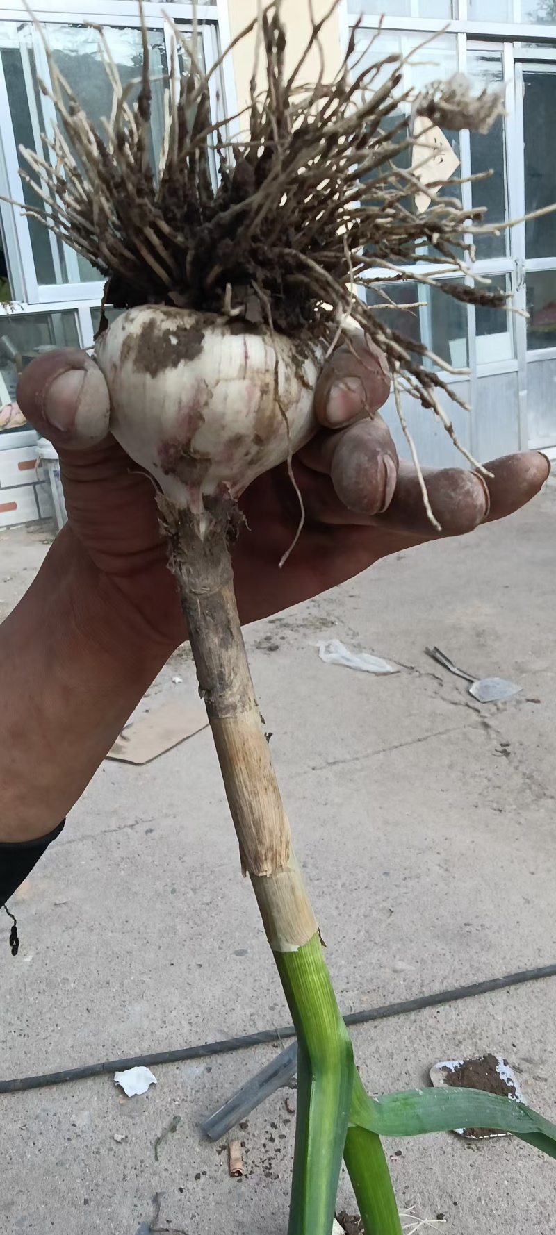 青藏高原紫皮大蒜，欢迎各位老板来电。