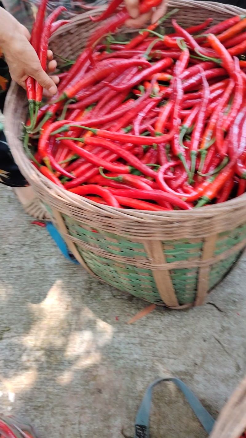 精品红二荆条，质量保证