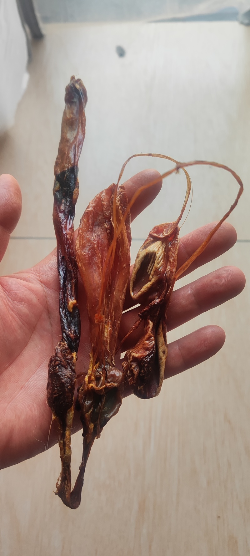 海狗肾干货海狗肾中药材！欢迎选购！