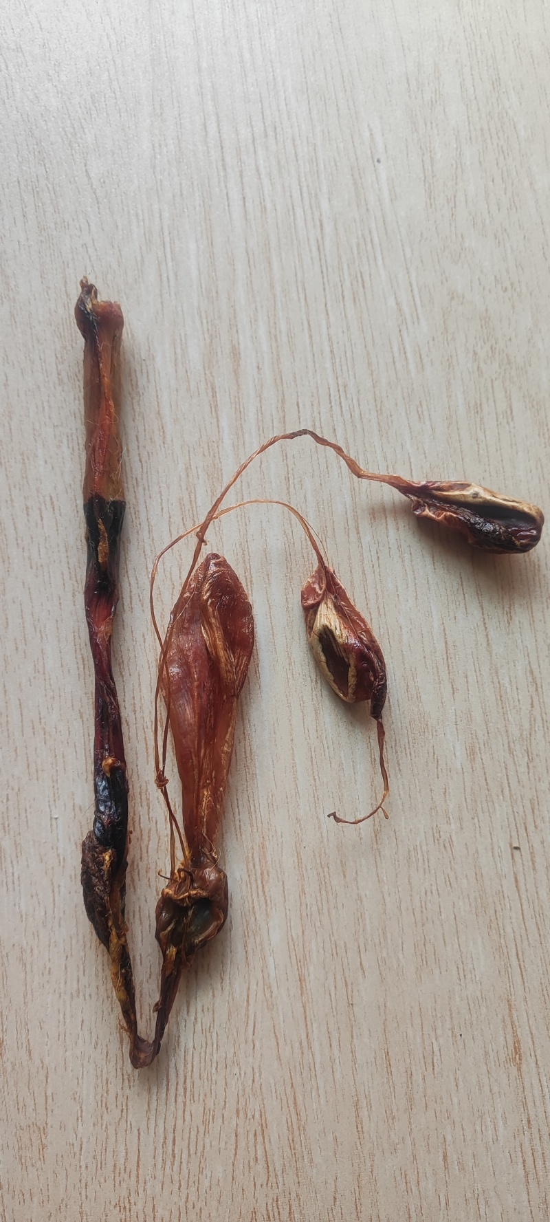 海狗肾干货海狗肾中药材！欢迎选购！
