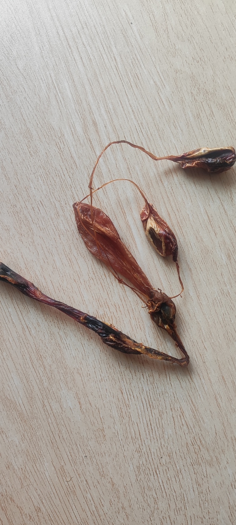 海狗肾干货海狗肾中药材！欢迎选购！