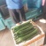 山东密刺黄瓜大量上市，干花鲜花规格齐全，需要来电
