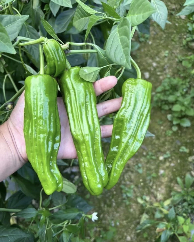 苏椒/薄皮椒/青皮椒/螺丝椒辣椒大量有货基地直供品质优现