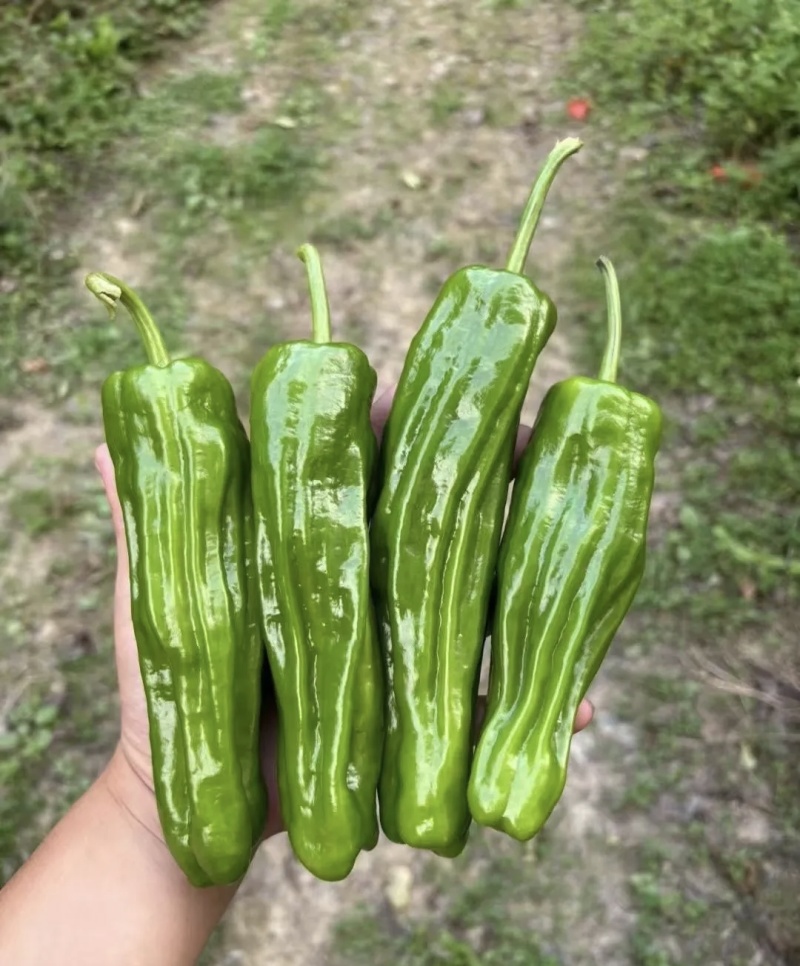 苏椒/薄皮椒/青皮椒/螺丝椒辣椒大量有货基地直供品质优现