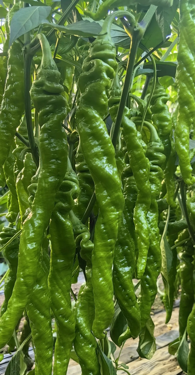 苏椒/薄皮椒/青皮椒/螺丝椒辣椒大量有货基地直供品质优现