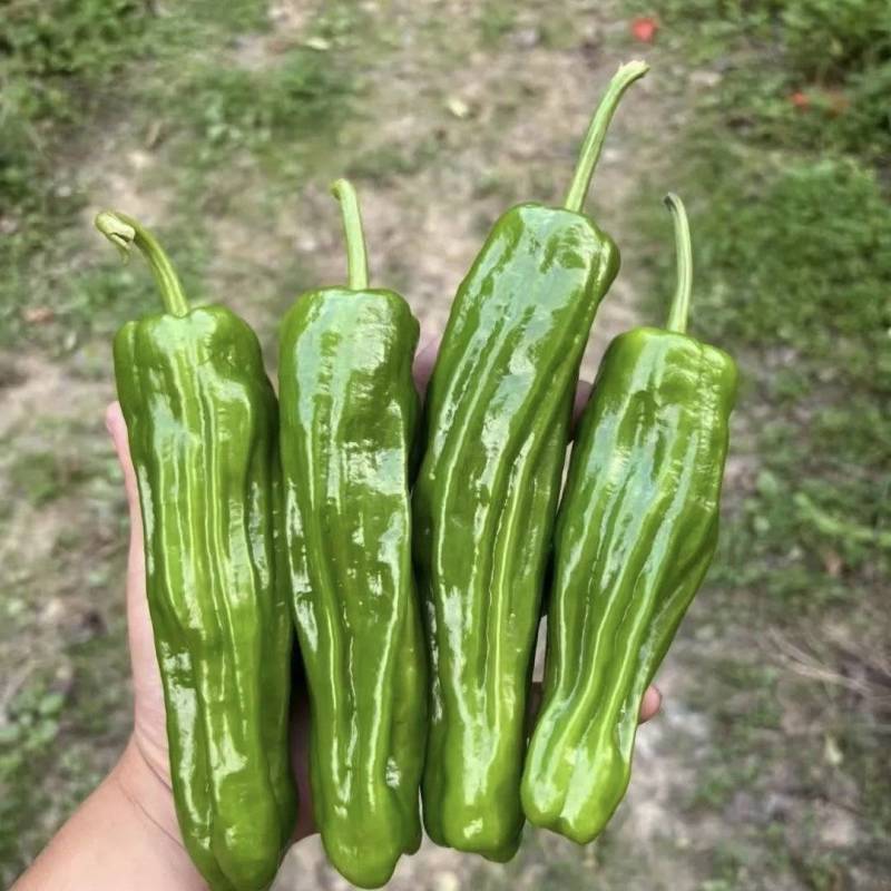 螺丝椒/薄皮椒/苏椒大量有货基地直供现货发货可视频看货
