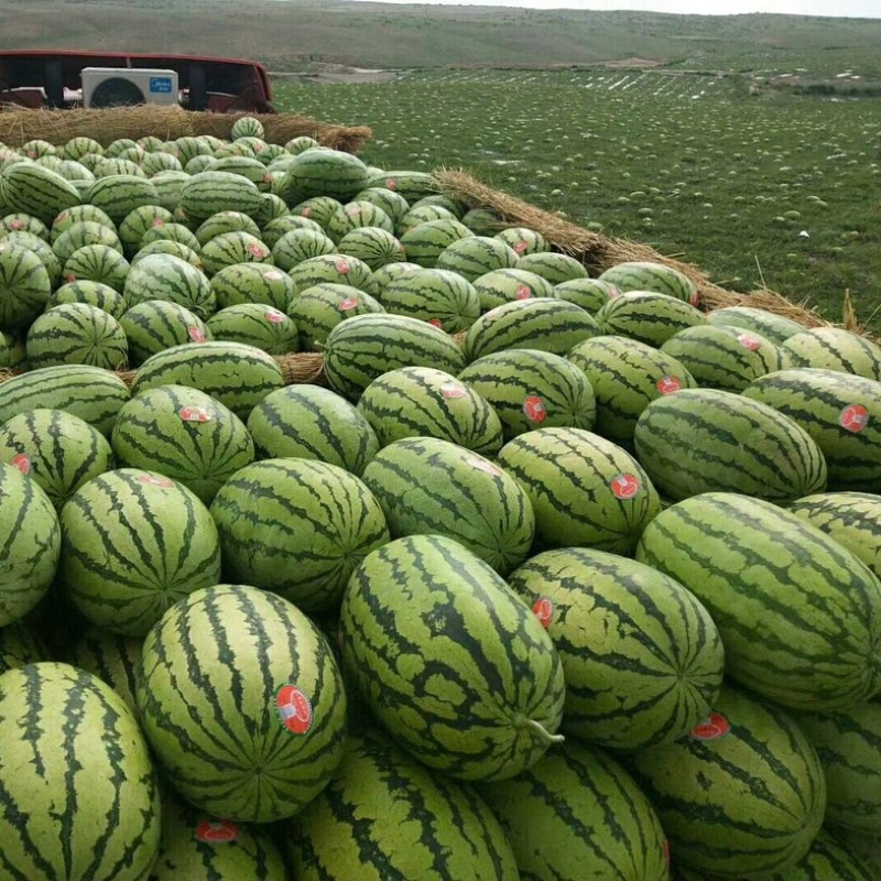 金城5号西瓜，石头瓜，产区直发，当天采摘，当天发车