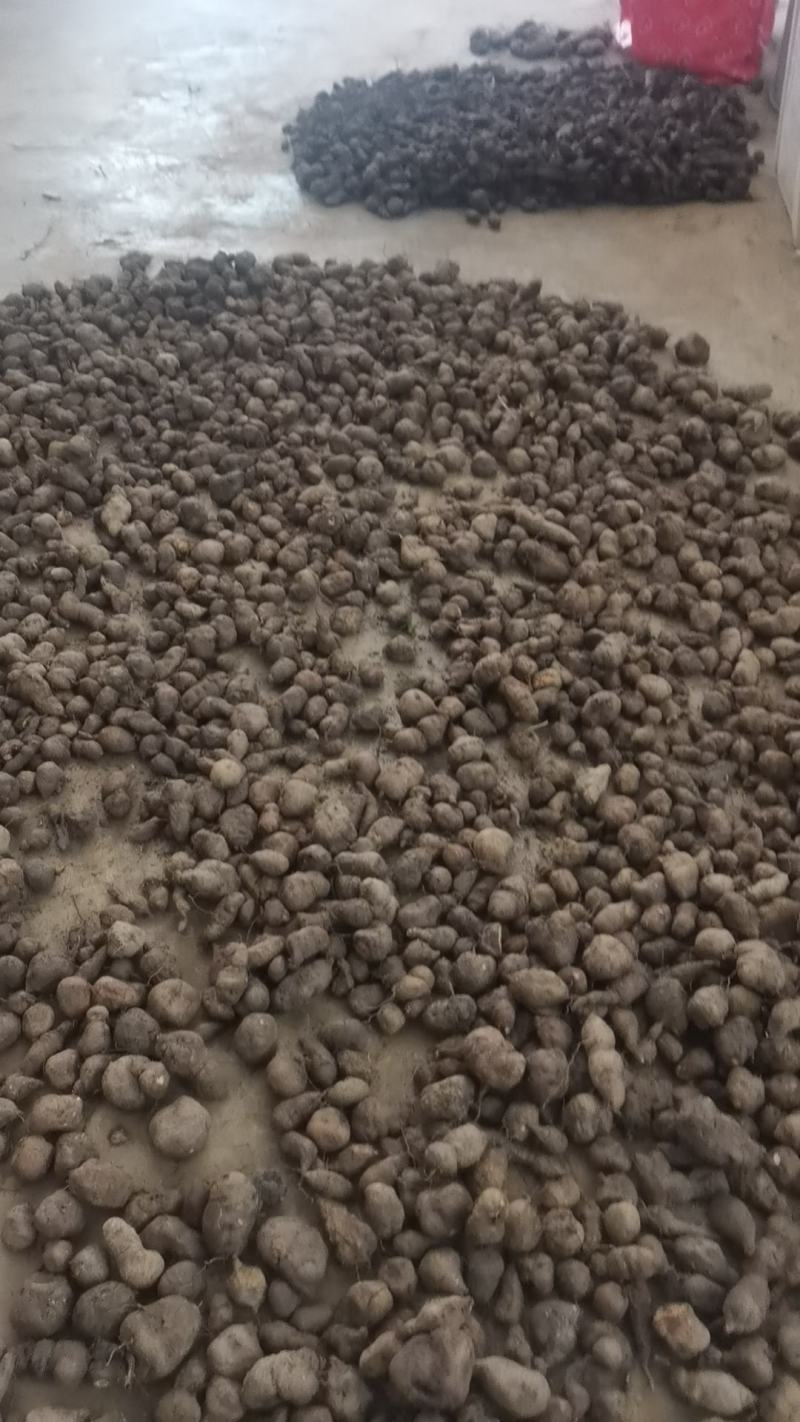 三叶青小果苗。一斤100多果苗。成活率高，产量高一年可收