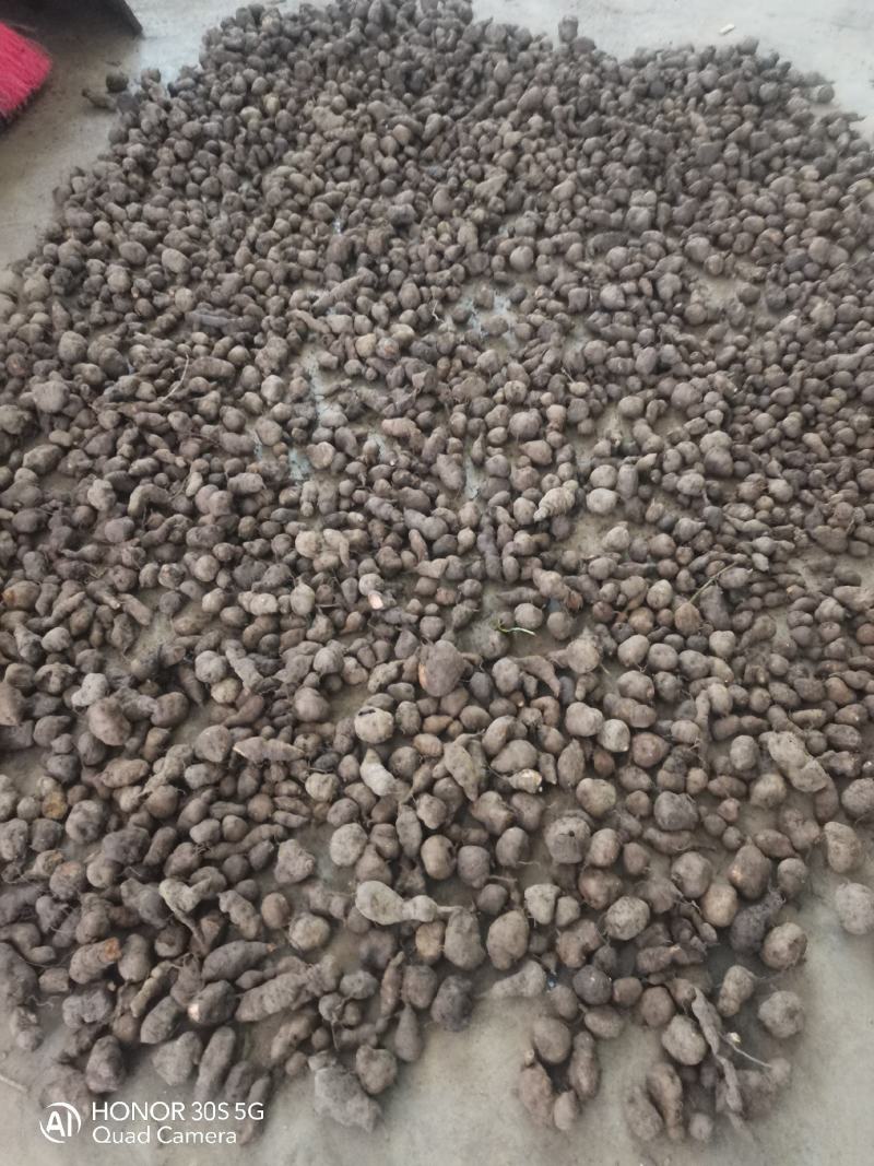 三叶青小果苗。一斤100多果苗。成活率高，产量高一年可收