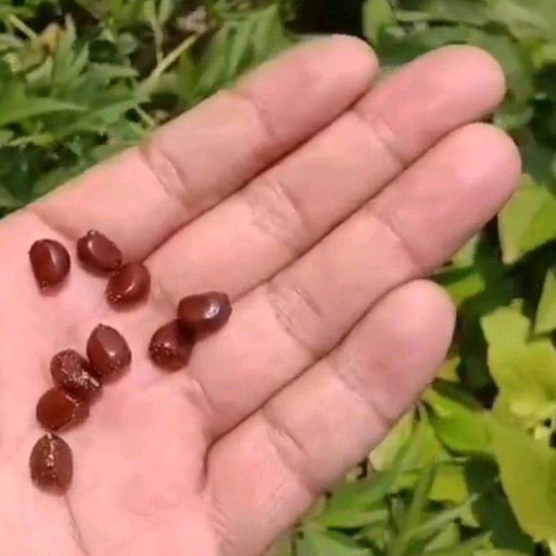 杂花赤芍角