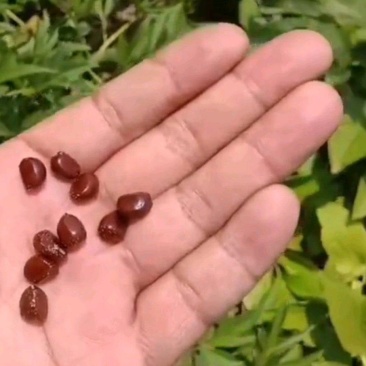 杂花白芍赤芍种子提供种植技术指导种植管理一条龙