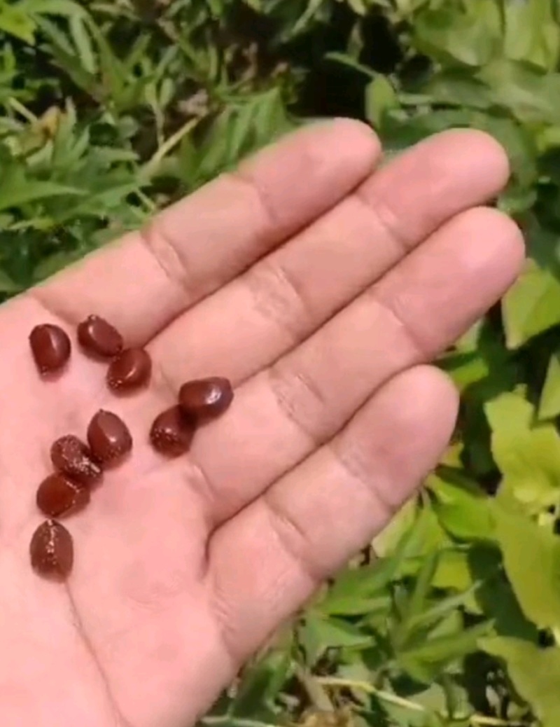 杂花白芍赤芍种子提供种植技术指导种植管理一条龙
