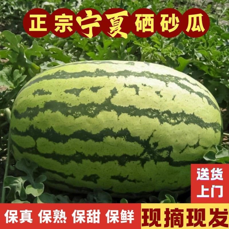 金花1号西瓜，产区直发，大量有货，当天采摘