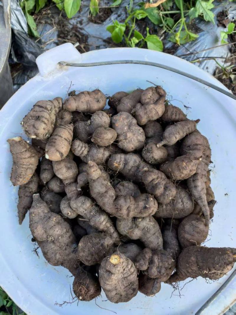 精品三叶青大果绿色***。量大从优欢迎采购