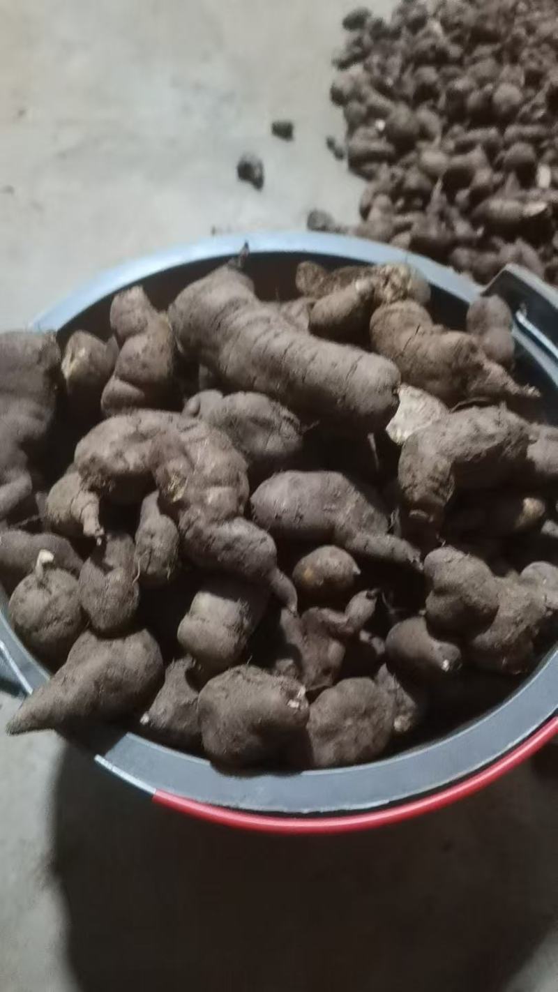 精品三叶青大果绿色***。量大从优欢迎采购