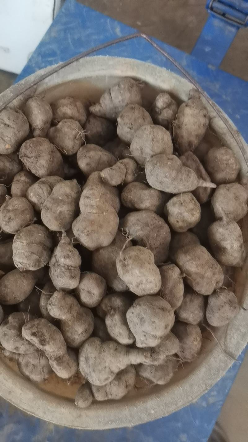 精品三叶青大果绿色***。量大从优欢迎采购