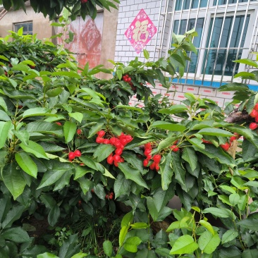 6年生俄八樱桃树5年生佳红樱桃树梅枣砂蜜豆大树