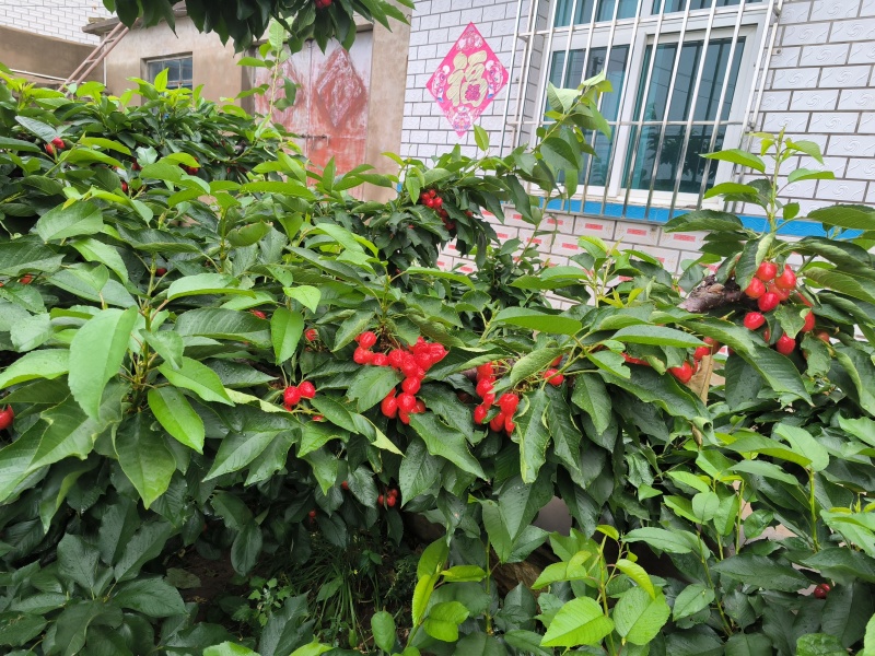 6年生俄八樱桃树5年生佳红樱桃树梅枣砂蜜豆大树