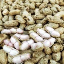 江苏精品鲜花生现摘现发保质保量，产地直销，一件代打