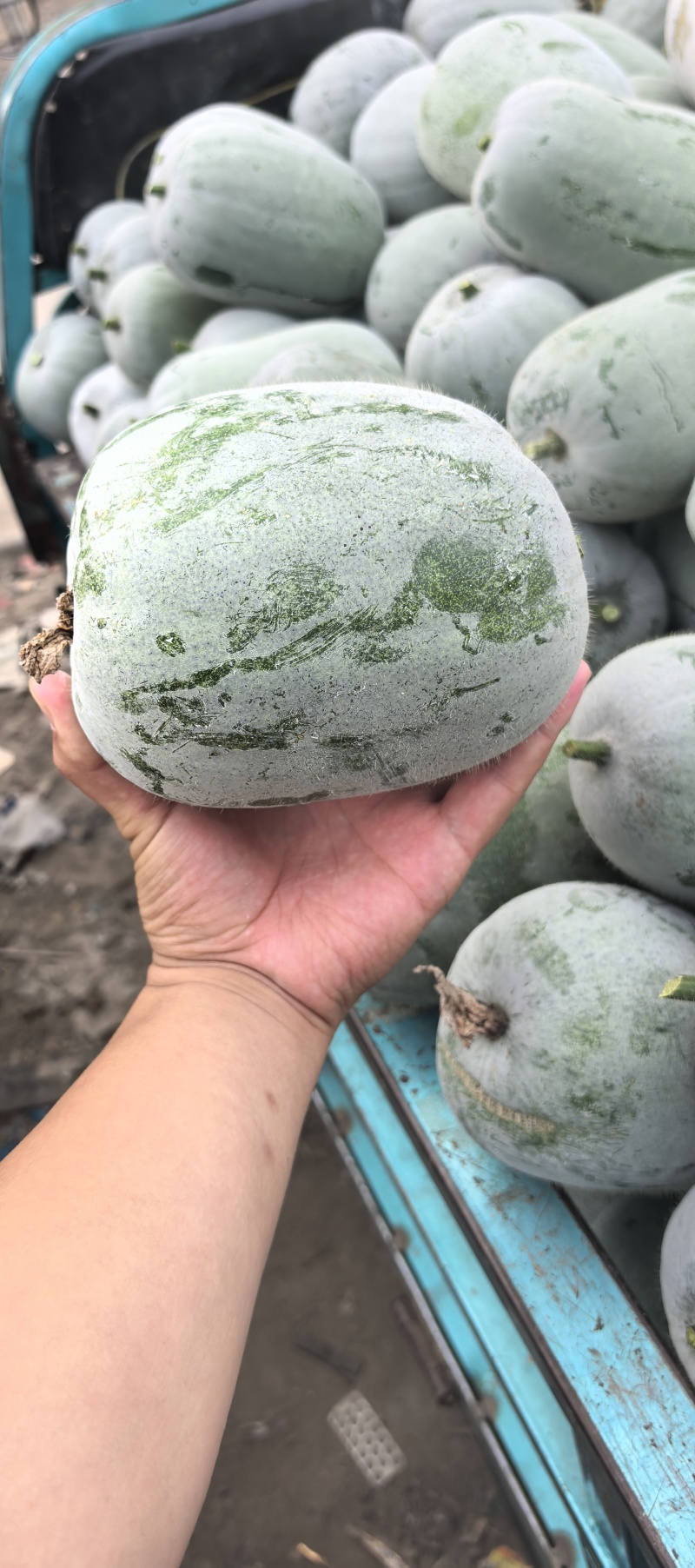 青皮，白霜水果冬瓜。各种型号。保证质量。