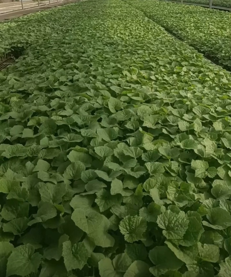 白冬瓜苗，大量供应，诚信经营，互惠互利，