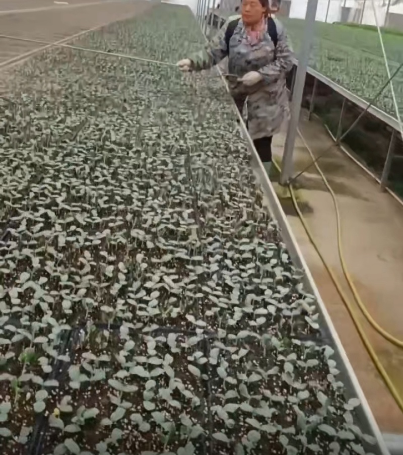 白冬瓜苗，大量供应，诚信经营，互惠互利，