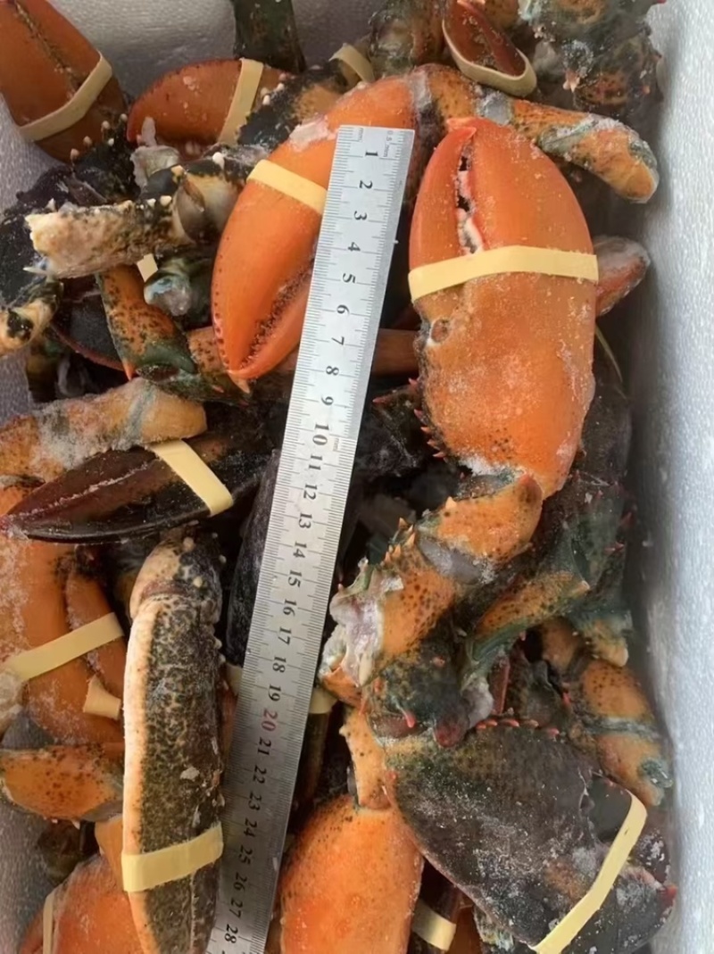 冷冻鲜活现摘波龙钳