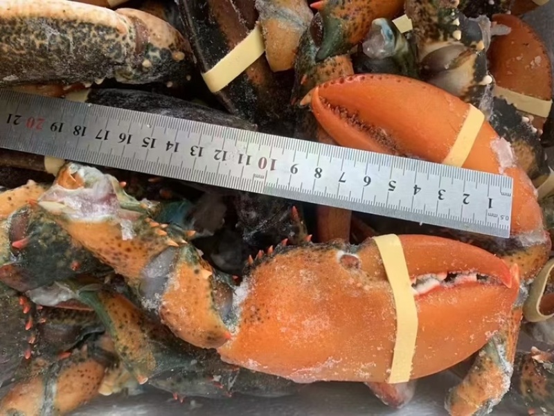 冷冻鲜活现摘波龙钳