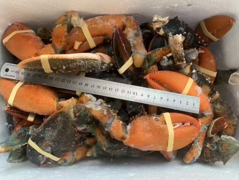 冷冻鲜活现摘波龙钳
