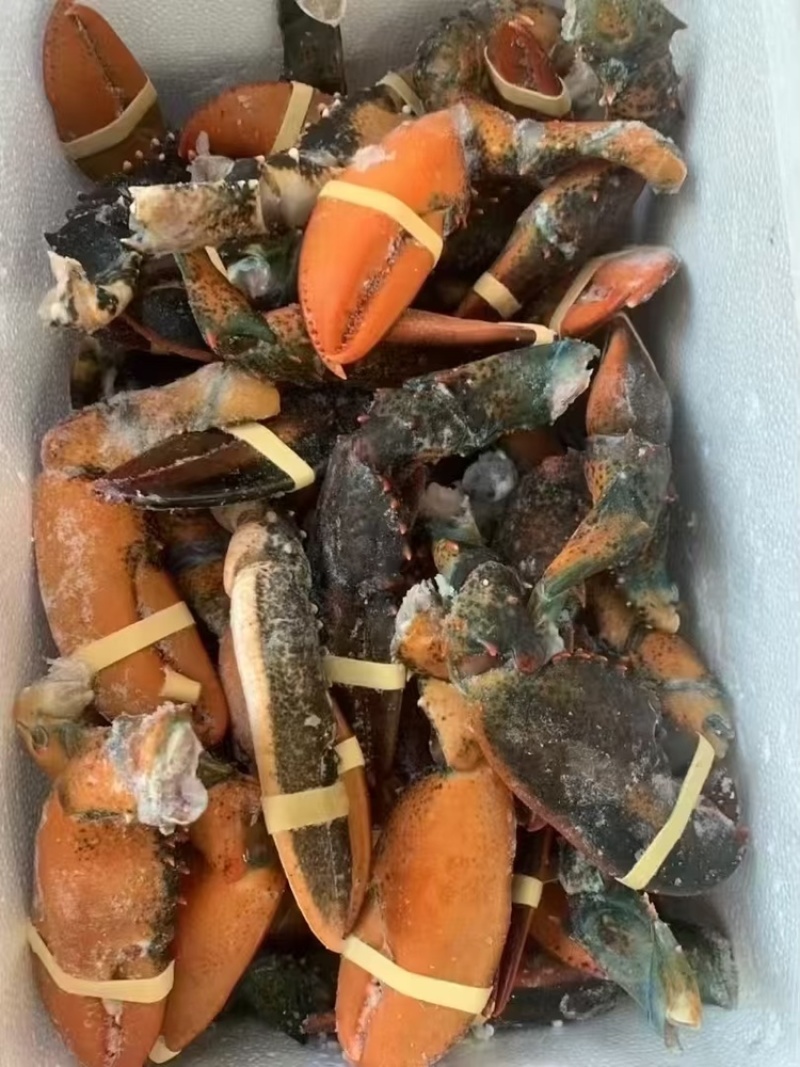 冷冻鲜活现摘波龙钳