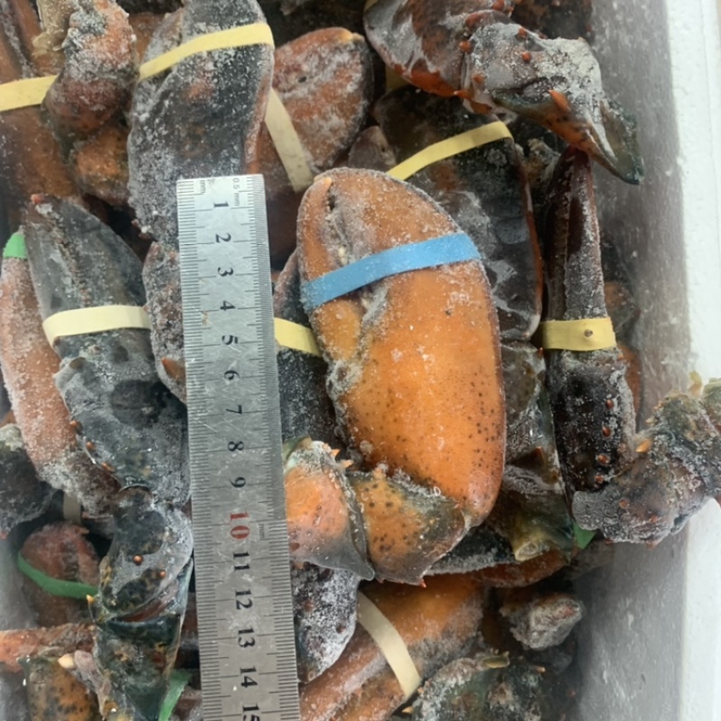 冷冻鲜活现摘波龙钳